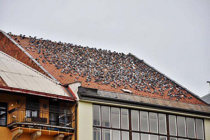 A2B Pest Control are able to install spikes to deter birds from roofs in Knottingley. 