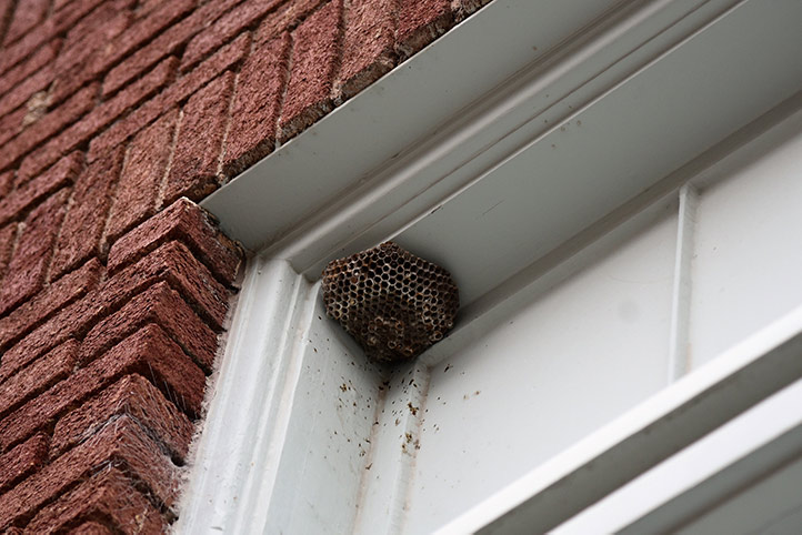 We provide a wasp nest removal service for domestic and commercial properties in Knottingley.